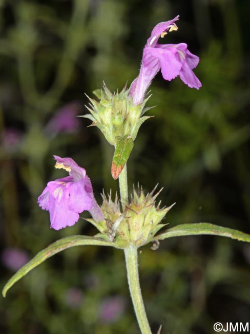 Galeopsis angustifolia