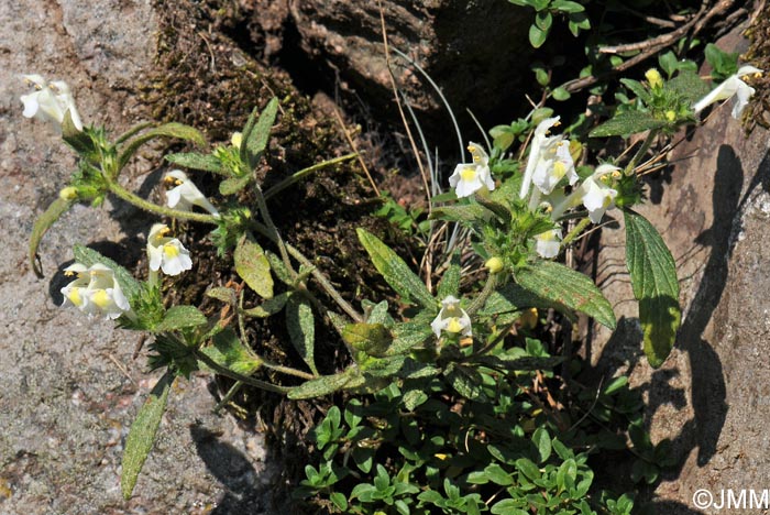 Galeopsis segetum