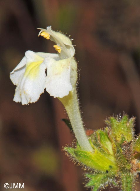 Galeopsis segetum