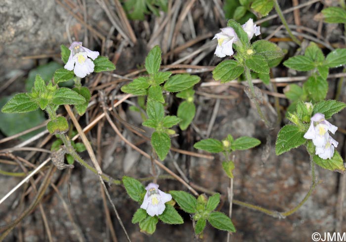 Galeopsis segetum