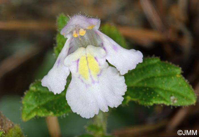 Galeopsis segetum