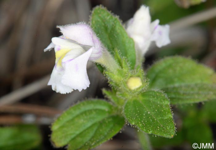 Galeopsis segetum