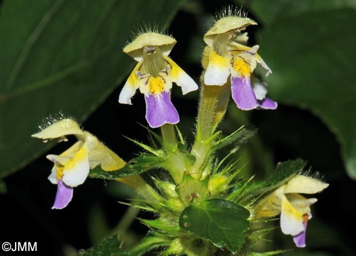 Galeopsis speciosa