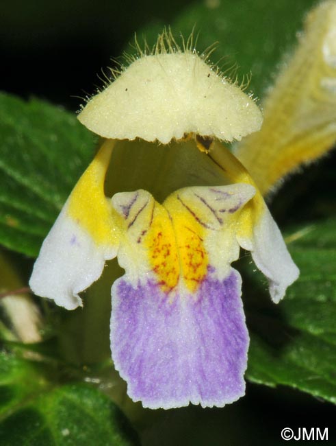 Galeopsis speciosa