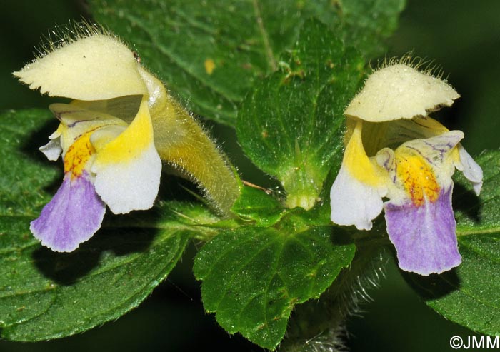 Galeopsis speciosa