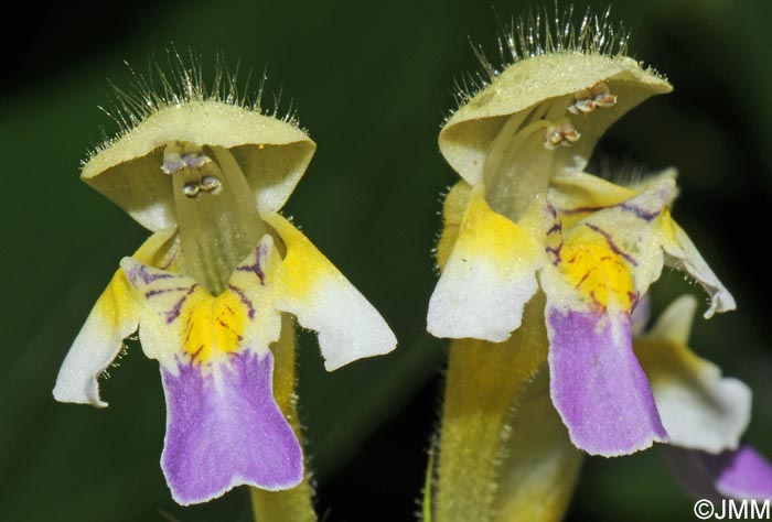 Galeopsis speciosa