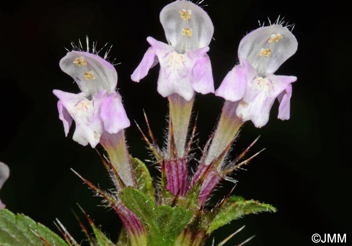 Galeopsis tetrahit