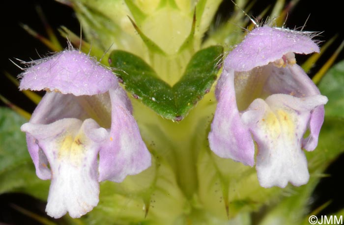 Galeopsis tetrahit