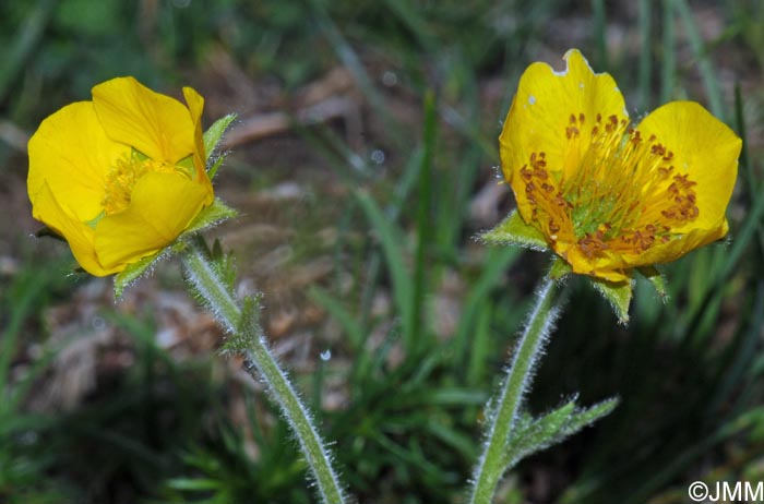 Geum pyrenaicum