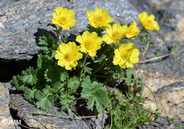 Geum reptans