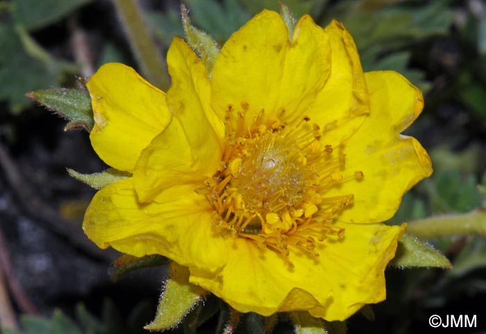 Geum reptans