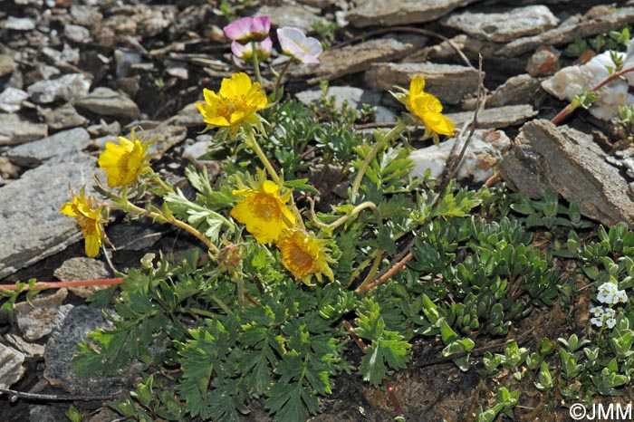 Geum reptans