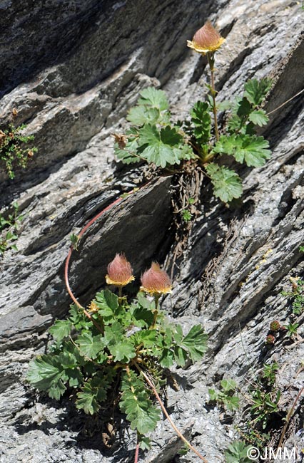 Geum reptans