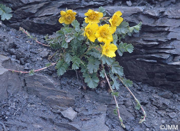 Geum reptans