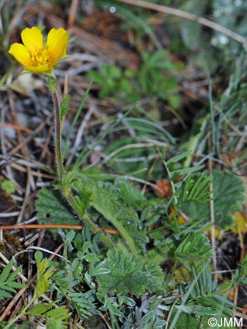 Geum sylvaticum