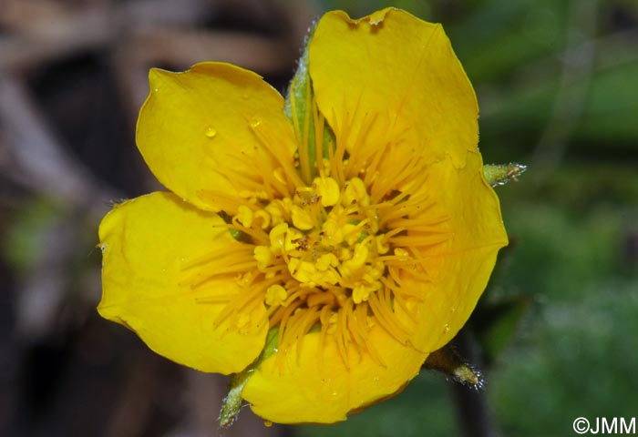 Geum sylvaticum