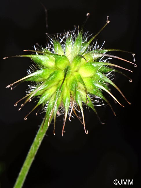 Geum urbanum