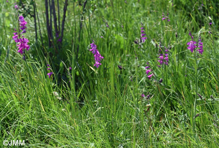 Gladiolus imbricatus