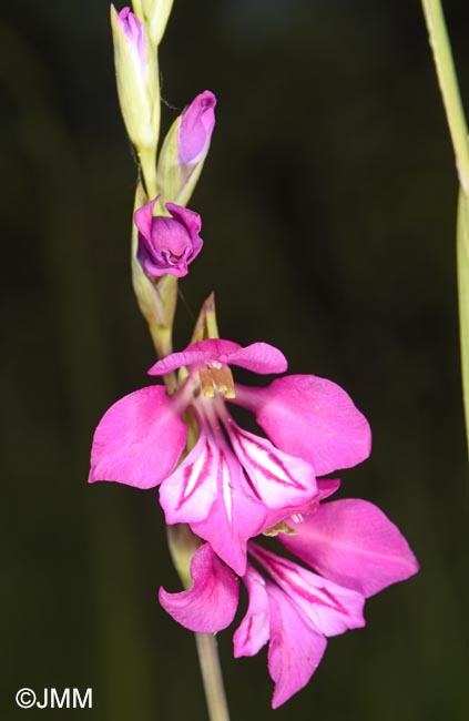Gladiolus imbricatus