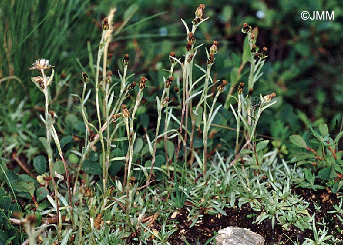 Gnaphalium hoppeanum