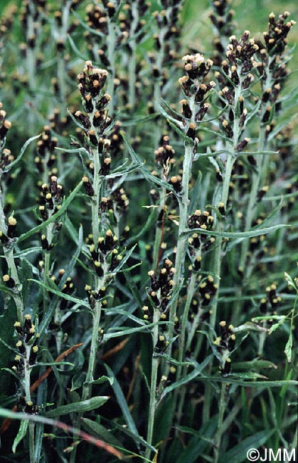 Gnaphalium sylvaticum = Omalotheca sylvatica