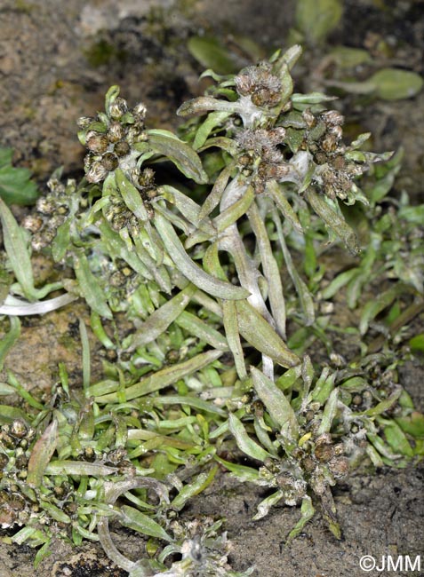 Gnaphalium uliginosum