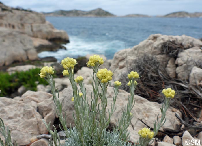 Helichrysum stoechas