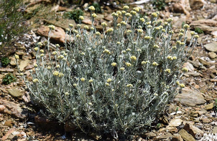 Helichrysum stoechas