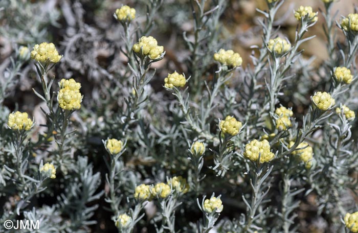 Helichrysum stoechas