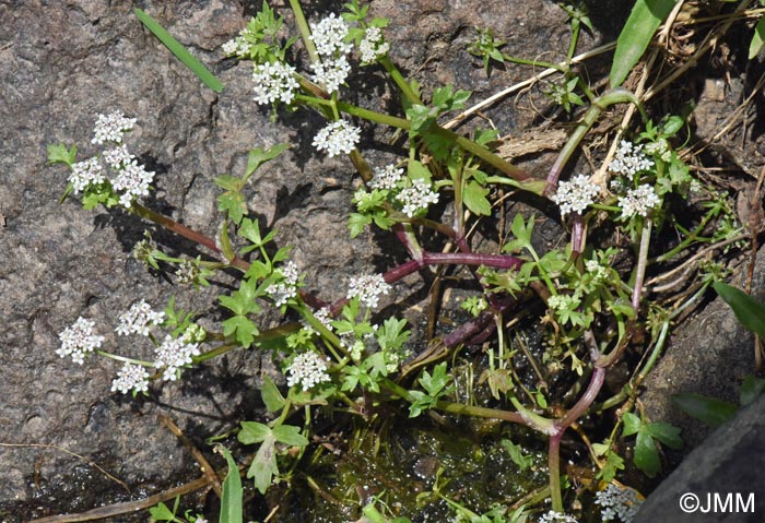 Helosciadium crassipes