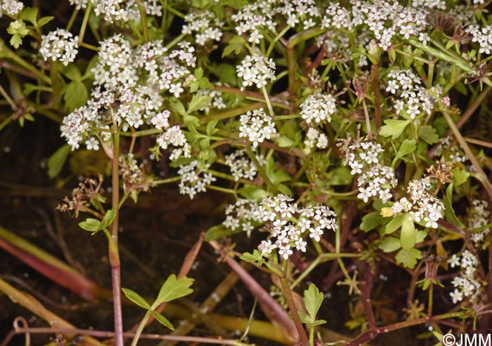 Helosciadium crassipes