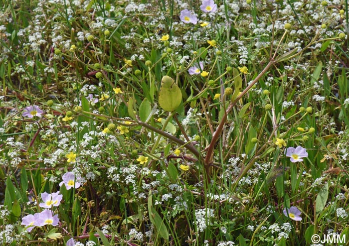 Baldellia ranunculoides & Helosciadium crassipes & Ranunculus ophioglossifolius