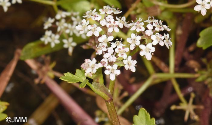 Helosciadium crassipes