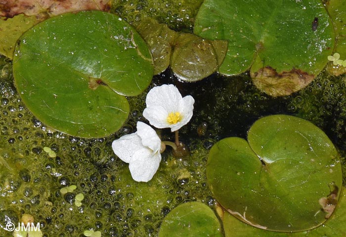 Hydrocharis morsus-ranae