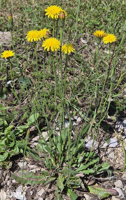 Hypochaeris radicata