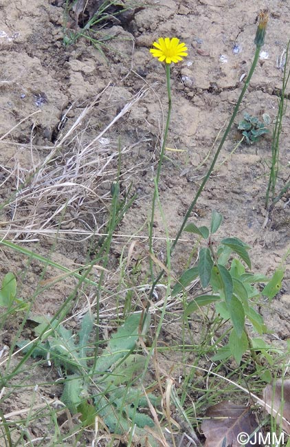 Hypochaeris radicata
