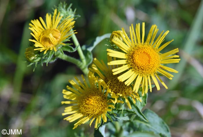 Inula britannica