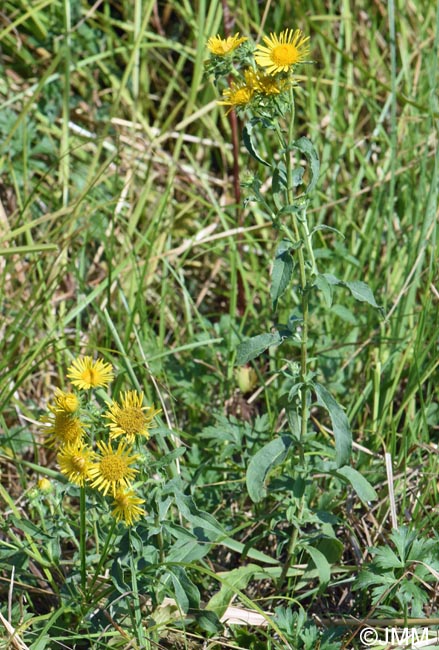 Inula britannica