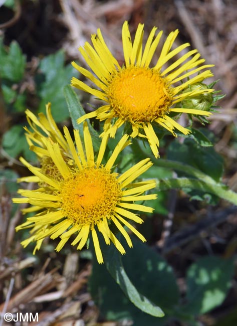 Inula britannica
