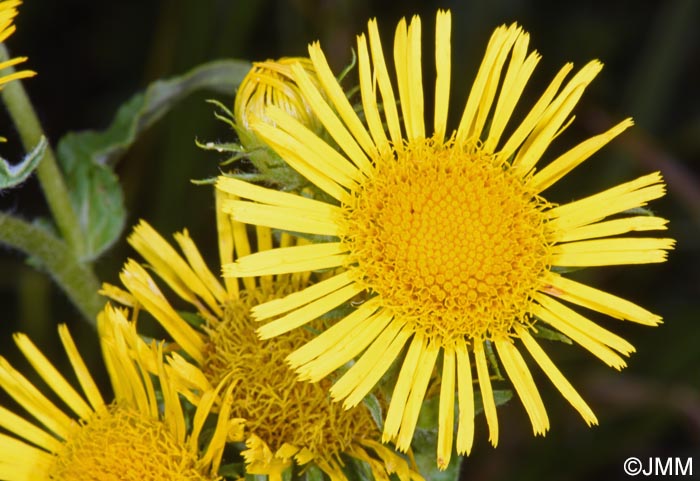Inula britannica