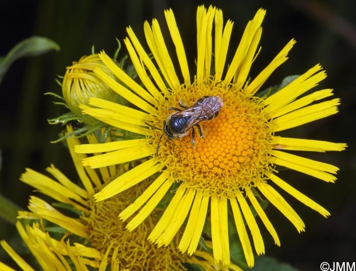 Inula britannica
