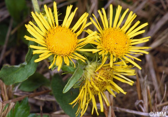 Inula britannica