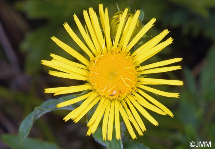 Inula britannica