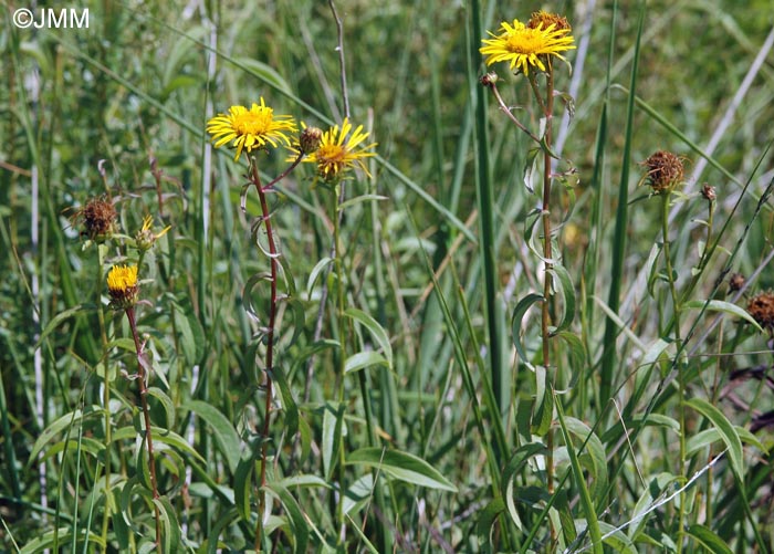 Inula salicina