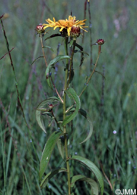Inula salicina