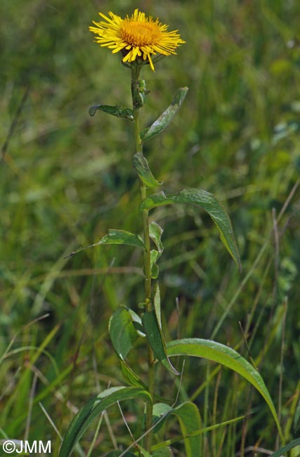 Inula salicina