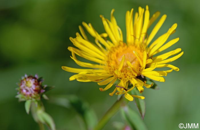 Inula salicina