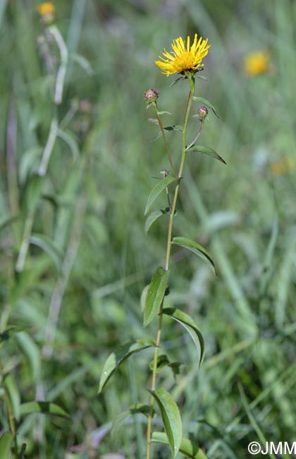 Inula salicina