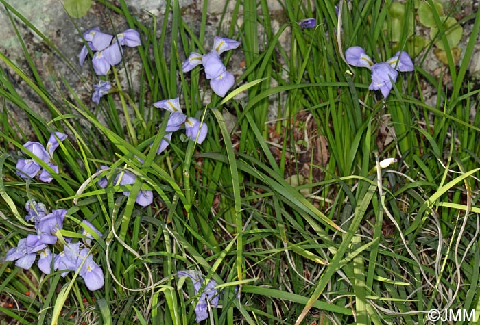 Iris unguicularis = Iris unguicularis subsp. unguicularis