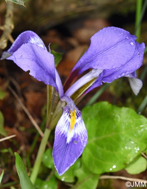 Iris unguicularis = Iris unguicularis subsp. unguicularis